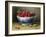 A Bowl of Raspberries-Willam B. Hough-Framed Giclee Print