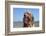 A Boy and His Dog-null-Framed Photographic Print