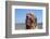 A Boy and His Dog-null-Framed Photographic Print