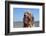 A Boy and His Dog-null-Framed Photographic Print