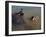 A Boy Bathes with His Water Buffalo in the Mekong River, Near Kratie, Eastern Cambodia, Indochina-Andrew Mcconnell-Framed Photographic Print