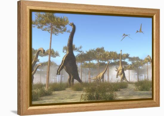 A Brachiosaurus Herd Grazing on Treetops-Stocktrek Images-Framed Stretched Canvas