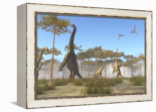 A Brachiosaurus Herd Grazing on Treetops-Stocktrek Images-Framed Stretched Canvas