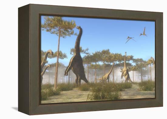 A Brachiosaurus Herd Grazing on Treetops-Stocktrek Images-Framed Stretched Canvas