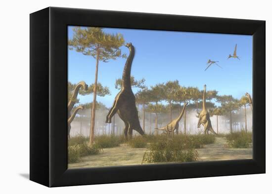 A Brachiosaurus Herd Grazing on Treetops-Stocktrek Images-Framed Stretched Canvas