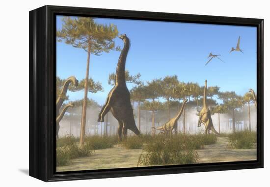 A Brachiosaurus Herd Grazing on Treetops-Stocktrek Images-Framed Stretched Canvas