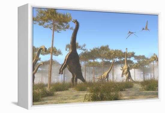 A Brachiosaurus Herd Grazing on Treetops-Stocktrek Images-Framed Stretched Canvas