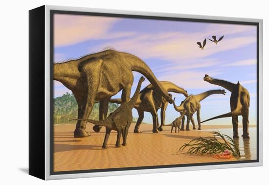 A Brachiosaurus Herd Walks Down a Wet Sandy Beach-null-Framed Stretched Canvas