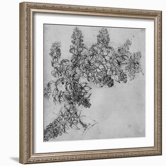 'A Branch of Blackberry', c1480 (1945)-Leonardo Da Vinci-Framed Giclee Print