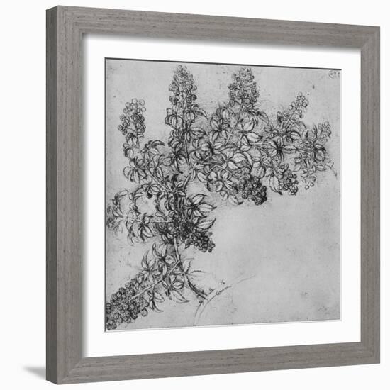 'A Branch of Blackberry', c1480 (1945)-Leonardo Da Vinci-Framed Giclee Print