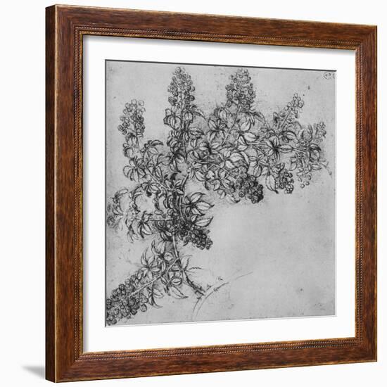 'A Branch of Blackberry', c1480 (1945)-Leonardo Da Vinci-Framed Giclee Print