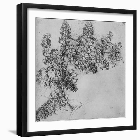 'A Branch of Blackberry', c1480 (1945)-Leonardo Da Vinci-Framed Giclee Print