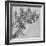 'A Branch of Blackberry', c1480 (1945)-Leonardo Da Vinci-Framed Giclee Print