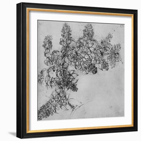'A Branch of Blackberry', c1480 (1945)-Leonardo Da Vinci-Framed Giclee Print