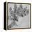 'A Branch of Blackberry', c1480 (1945)-Leonardo Da Vinci-Framed Premier Image Canvas