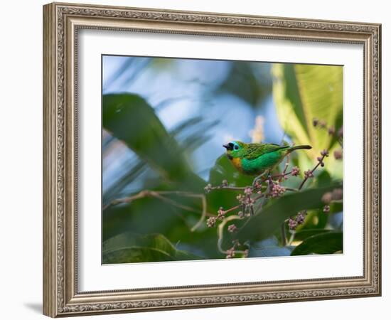 A Brassy-Breasted Tanager Feeding on Berries of a Palm Tree in the Atlantic Rainforest-Alex Saberi-Framed Photographic Print