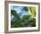 A Brassy-Breasted Tanager Feeding on Berries of a Palm Tree in the Atlantic Rainforest-Alex Saberi-Framed Photographic Print