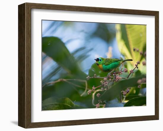 A Brassy-Breasted Tanager Feeding on Berries of a Palm Tree in the Atlantic Rainforest-Alex Saberi-Framed Photographic Print