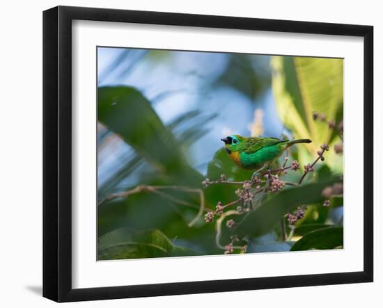 A Brassy-Breasted Tanager Feeding on Berries of a Palm Tree in the Atlantic Rainforest-Alex Saberi-Framed Photographic Print