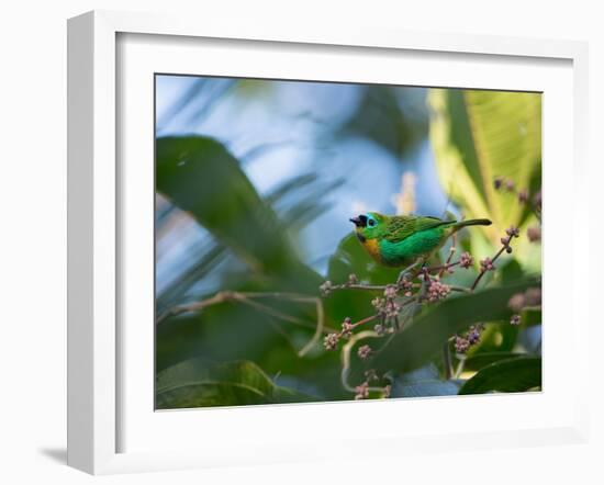 A Brassy-Breasted Tanager Feeding on Berries of a Palm Tree in the Atlantic Rainforest-Alex Saberi-Framed Photographic Print