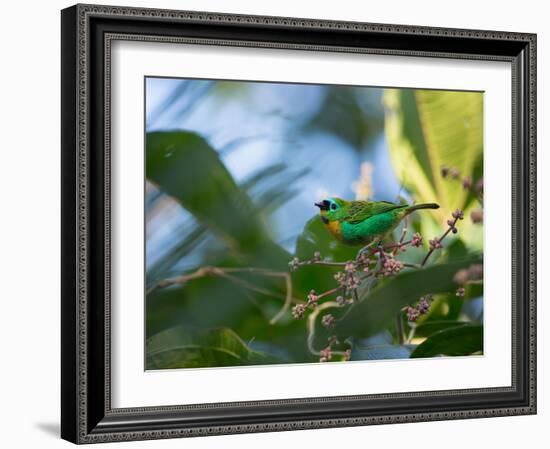 A Brassy-Breasted Tanager Feeding on Berries of a Palm Tree in the Atlantic Rainforest-Alex Saberi-Framed Photographic Print