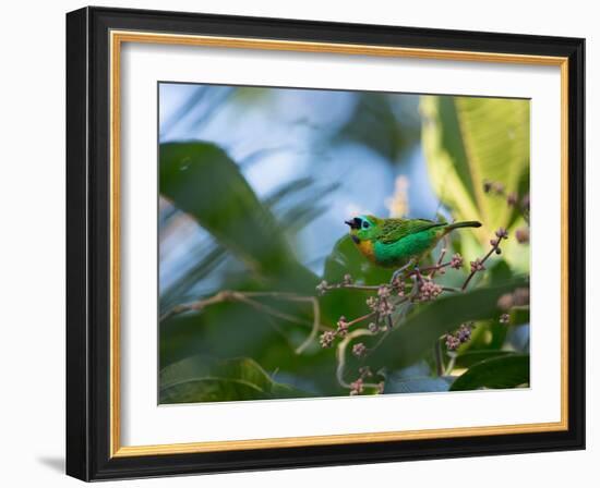 A Brassy-Breasted Tanager Feeding on Berries of a Palm Tree in the Atlantic Rainforest-Alex Saberi-Framed Photographic Print