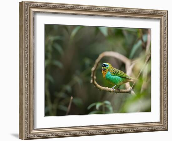 A Brassy-Breasted Tanager, Tangara Desmaresti, Perches on a Branch in the Jungle-Alex Saberi-Framed Photographic Print