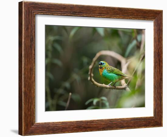 A Brassy-Breasted Tanager, Tangara Desmaresti, Perches on a Branch in the Jungle-Alex Saberi-Framed Photographic Print