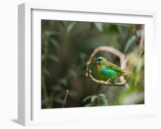 A Brassy-Breasted Tanager, Tangara Desmaresti, Perches on a Branch in the Jungle-Alex Saberi-Framed Photographic Print