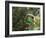 A Brassy-Breasted Tanager, Tangara Desmaresti, Perches on a Branch in the Jungle-Alex Saberi-Framed Photographic Print