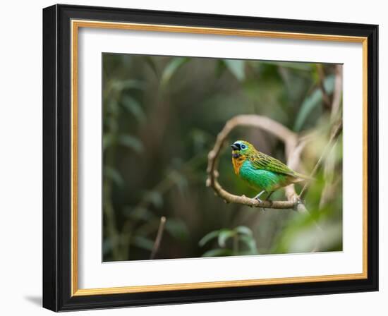 A Brassy-Breasted Tanager, Tangara Desmaresti, Perches on a Branch in the Jungle-Alex Saberi-Framed Photographic Print