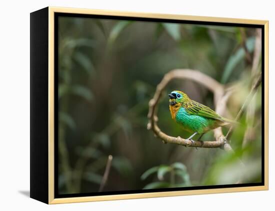 A Brassy-Breasted Tanager, Tangara Desmaresti, Perches on a Branch in the Jungle-Alex Saberi-Framed Premier Image Canvas