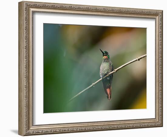 A Brazilian Ruby, Clytolaema Rubricauda, Resting on a Branch-Alex Saberi-Framed Photographic Print