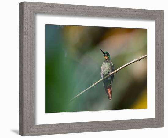 A Brazilian Ruby, Clytolaema Rubricauda, Resting on a Branch-Alex Saberi-Framed Photographic Print