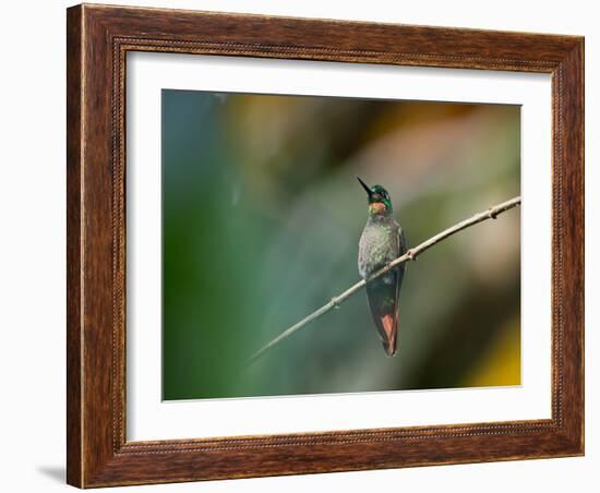 A Brazilian Ruby, Clytolaema Rubricauda, Resting on a Branch-Alex Saberi-Framed Photographic Print