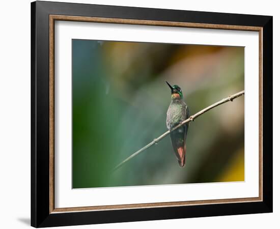 A Brazilian Ruby, Clytolaema Rubricauda, Resting on a Branch-Alex Saberi-Framed Photographic Print