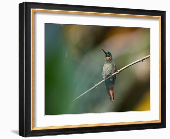 A Brazilian Ruby, Clytolaema Rubricauda, Resting on a Branch-Alex Saberi-Framed Photographic Print