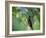 A Brazilian Ruby Hummingbird, Clytolaema Rubricauda, In The Atlantic Rainforest-Alex Saberi-Framed Photographic Print