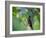 A Brazilian Ruby Hummingbird, Clytolaema Rubricauda, In The Atlantic Rainforest-Alex Saberi-Framed Photographic Print