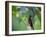 A Brazilian Ruby Hummingbird, Clytolaema Rubricauda, In The Atlantic Rainforest-Alex Saberi-Framed Photographic Print