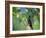 A Brazilian Ruby Hummingbird, Clytolaema Rubricauda, In The Atlantic Rainforest-Alex Saberi-Framed Photographic Print