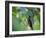 A Brazilian Ruby Hummingbird, Clytolaema Rubricauda, In The Atlantic Rainforest-Alex Saberi-Framed Photographic Print