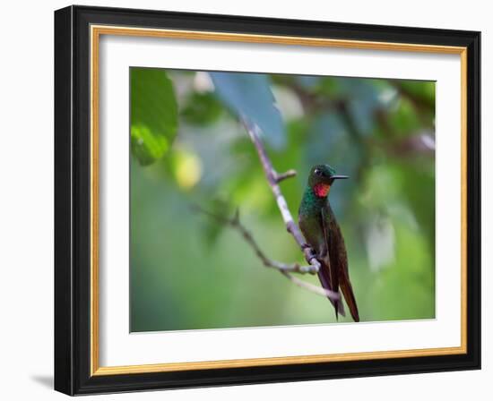 A Brazilian Ruby Hummingbird, Clytolaema Rubricauda, In The Atlantic Rainforest-Alex Saberi-Framed Photographic Print