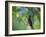 A Brazilian Ruby Hummingbird, Clytolaema Rubricauda, In The Atlantic Rainforest-Alex Saberi-Framed Photographic Print