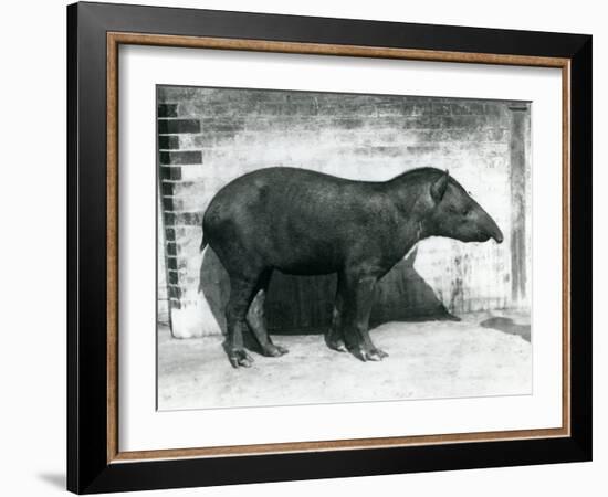 A Brazilian/South American Tapir at London Zoo, October 1922-Frederick William Bond-Framed Photographic Print