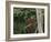 A Brazilian Tanager Perches on a Tree in Ubatuba-Alex Saberi-Framed Photographic Print