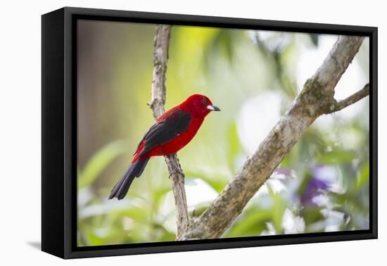 A Brazilian Tanager, Ramphocelus Bresilius, on a Branch with a Tropical Backdrop in Ubatuba, Brazil-Alex Saberi-Framed Premier Image Canvas