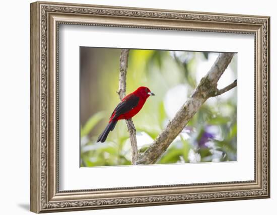 A Brazilian Tanager, Ramphocelus Bresilius, on a Branch with a Tropical Backdrop in Ubatuba, Brazil-Alex Saberi-Framed Photographic Print