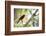 A Brazilian Tanager, Ramphocelus Bresilius, on a Branch with a Tropical Backdrop in Ubatuba, Brazil-Alex Saberi-Framed Photographic Print