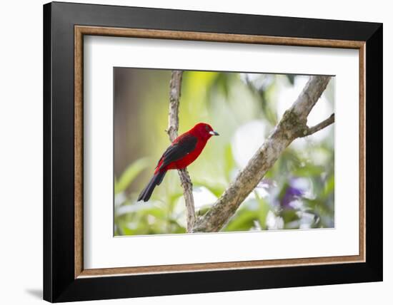 A Brazilian Tanager, Ramphocelus Bresilius, on a Branch with a Tropical Backdrop in Ubatuba, Brazil-Alex Saberi-Framed Photographic Print